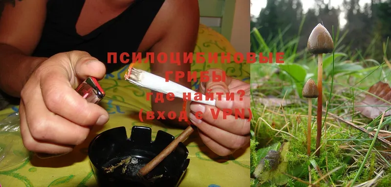 Псилоцибиновые грибы Psilocybine cubensis  как найти закладки  Златоуст 